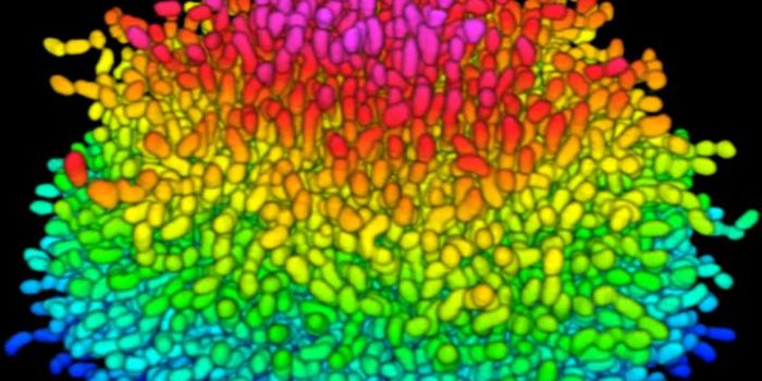 Microscopy Technique Enables Observation of Biofilm Formation