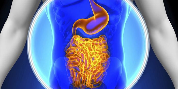 Healthy Gut Microbiome Means More Successful Immunotherapy