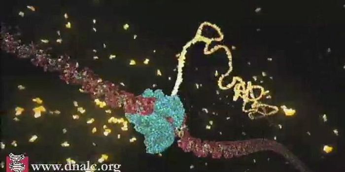 For Quiescent Cells to Survive, RNA Interference is Required