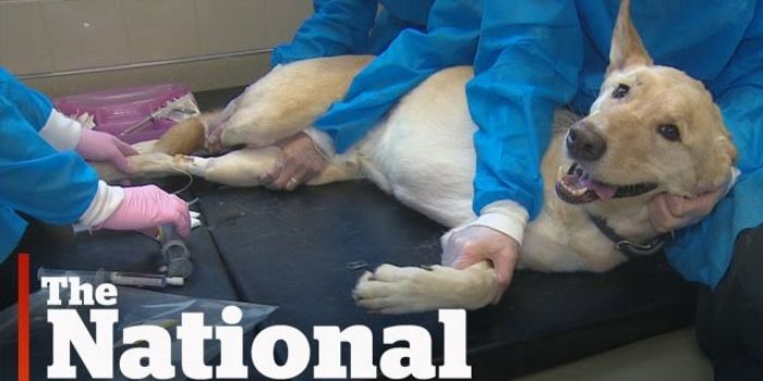 Pets With Cancer Are Helping Advance Research