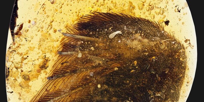 99-Million Year-Old Bird Wing Fossils Found in Hunk of Amber