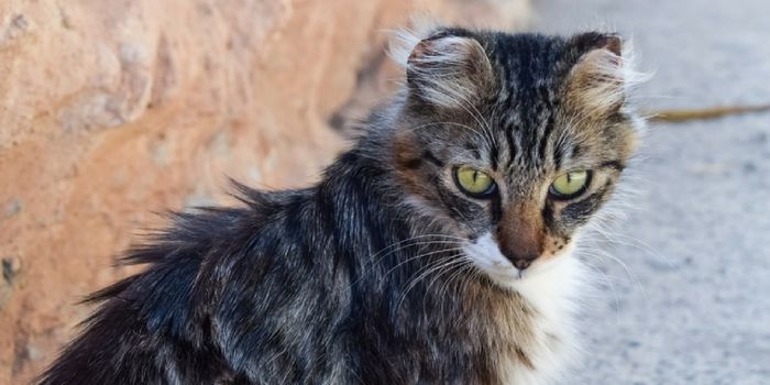Diagnosed: Woman Died from Tick Disease Through a Cat Bite