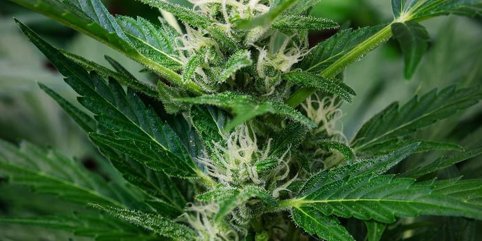 A Standard THC Unit: Standardizing Dosage in Cannabis Industry & Research