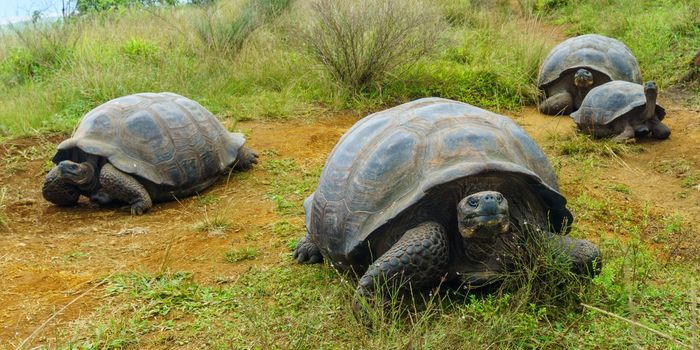 How Does the Galapagos Giant Tortoise Know When it's Time to Migrate?