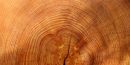 It's the Warmest It's Been in 1,200 Years, Tree Rings Confirm