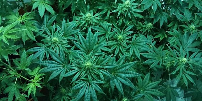 Cannapalooza - It's Not What You Think