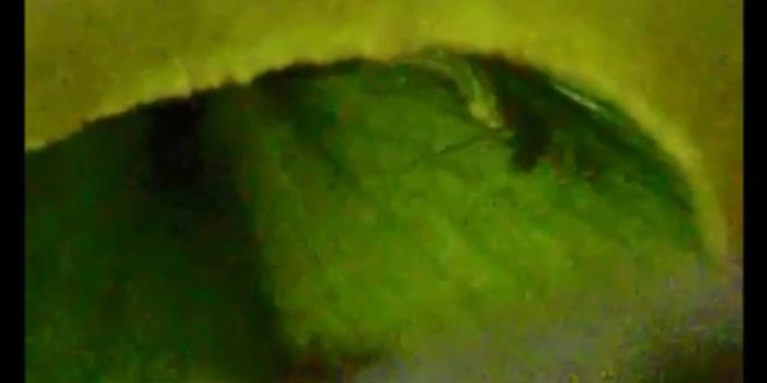 Ant swipes food from carnivorous plant