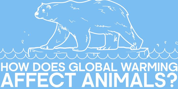 Here's How Global Warming Affects Animals Across the Globe