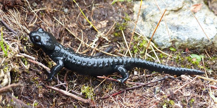 Salamanders May Fare Better Against Climate Change Than Initially Believed