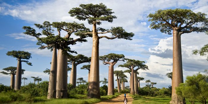 Experts 'Shocked' by Sudden Deaths of Massive African Baobab Trees