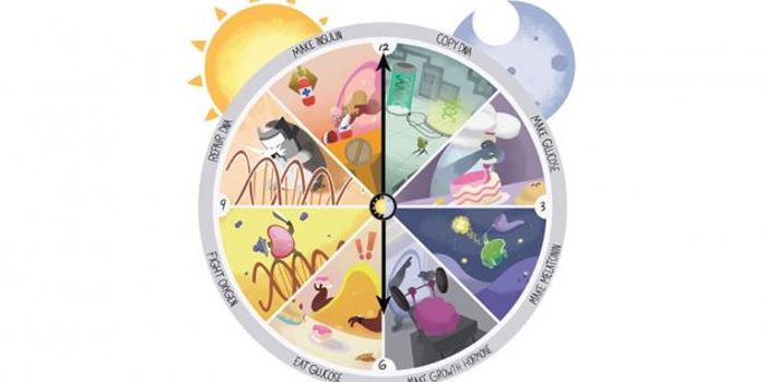 Why Circadian Clocks?