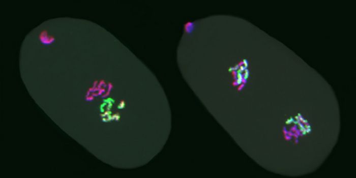 Epigenetic Marks Can Pass Down to Multiple Generations