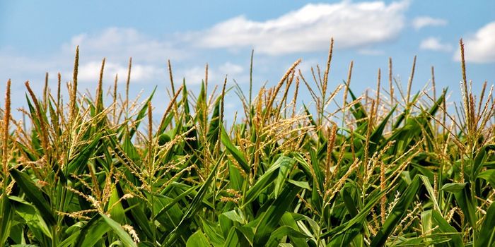 Plant Mitochondrial DNA is Successfully Edited