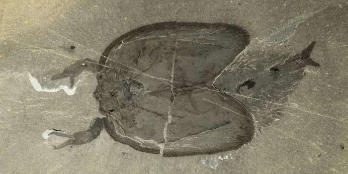 This Ancient Sea Creature Had Can Opener-Like Mandibles