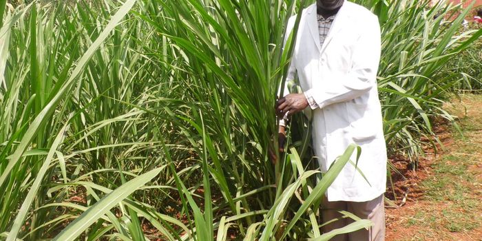 Napier grass lifts up Kenya's dairy farms while cutting greenhouse gas emissions