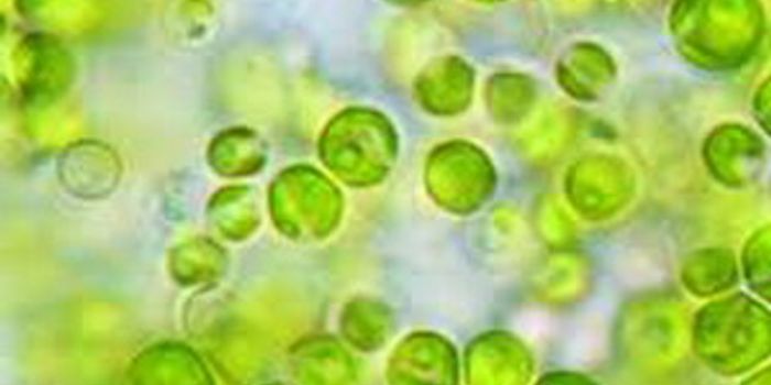 Big Oil from Microalgae
