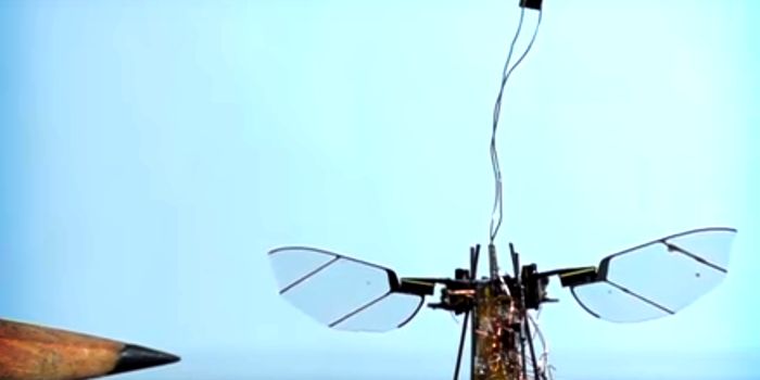 Look: First Wireless Robot Bug Takes Flight