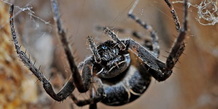 Could Arachnid Venom Hold Cures for Cancer?