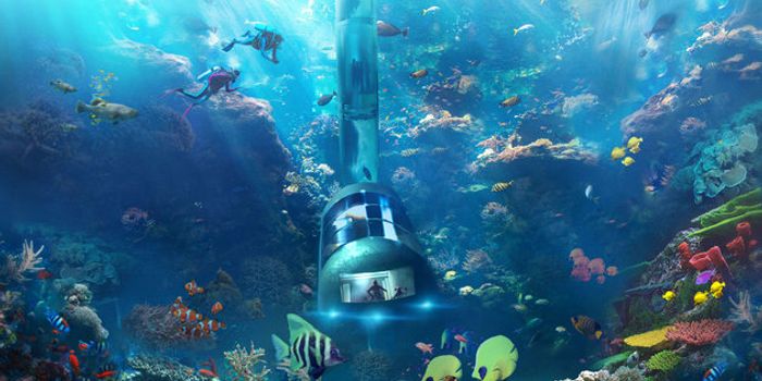 Tourism with a twist: a novel idea for reef restoration