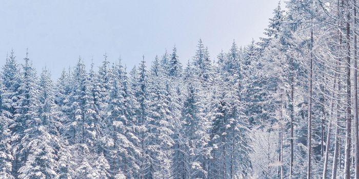 Is the Microbial Mystery of What Killed Napoleon I's Army Solved?