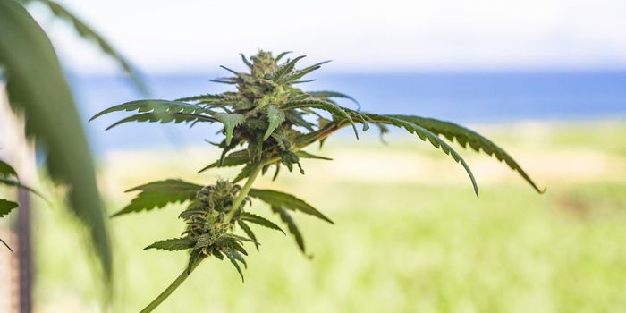 1 in 4 Teens with Chronic Pain Use Cannabis