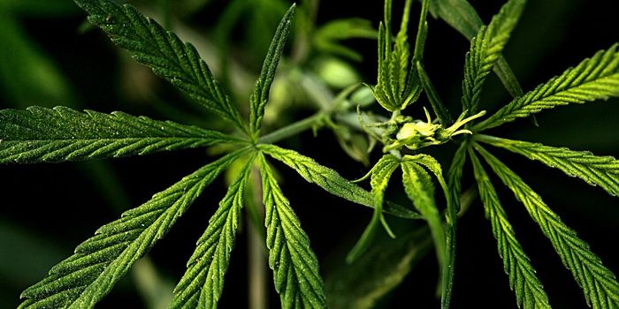 Recreational Cannabis Laws Linked to Changes in Illegal Drug Market