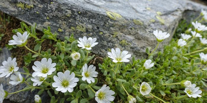 New species of cyanobacteria discovered