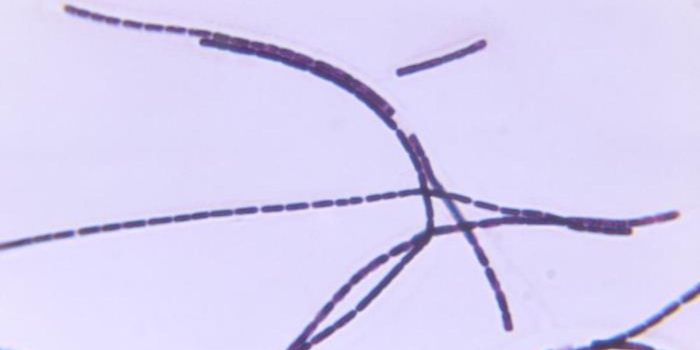 Understanding Oral Microbe Evolution, Which May Aid in the Hunt for Antibiotics