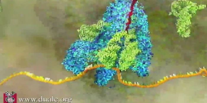 mRNA Translation