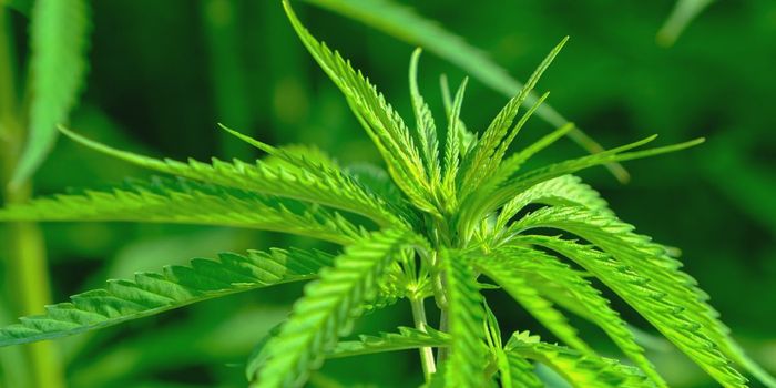 Can CBD Help Manage Symptoms of Diabetes?