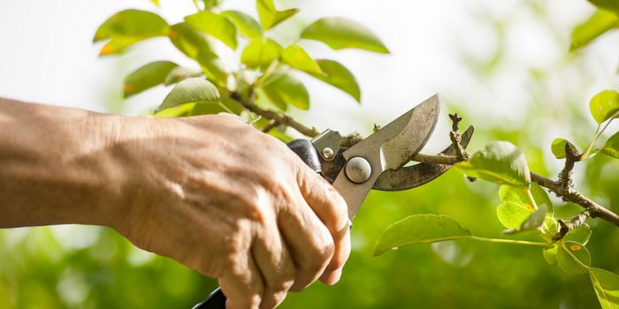 Trees Have a Defense Mechanism Against Being Eaten