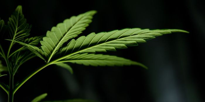 CBD Increases Blood Flow to Brain's Memory Center