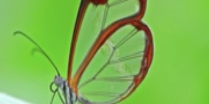 Butterfly Wings Inspire Medical Implant Material