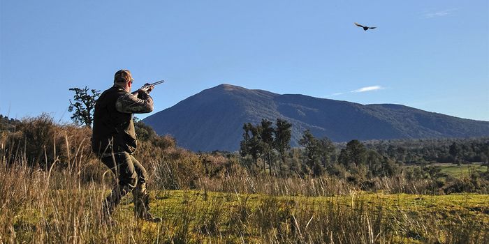Are Birds Getting Smarter Because of Hunters?
