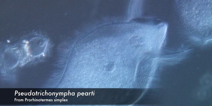 Three New Protist Species Isolated From Gut of Termites