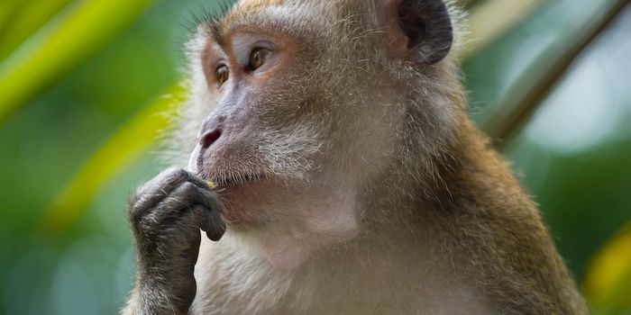 Stem Cell-based Therapy Alleviated Parkinson's in Monkeys