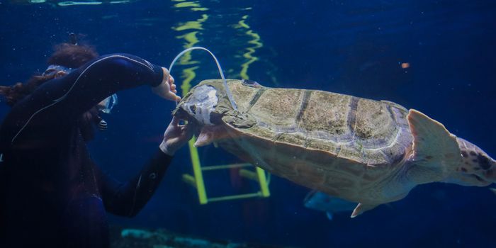 Injured Sea Turtle Gets a 3D-Printed Shell Brace