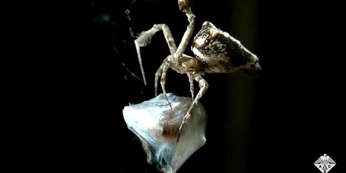 Scientists to Spiders: How Do You Handle Sticky (Nanofiber) Situation?