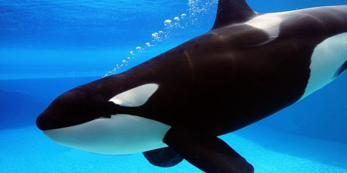 SeaWorld Will Officially Stop Breeding Orca Whales