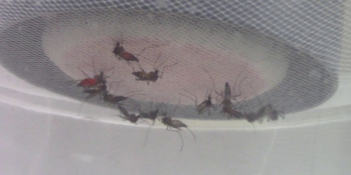 A Mosquito Repellent - Made by Bacteria