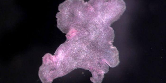 Ancient Animal Provides a New Window Into Tissue Cohesion