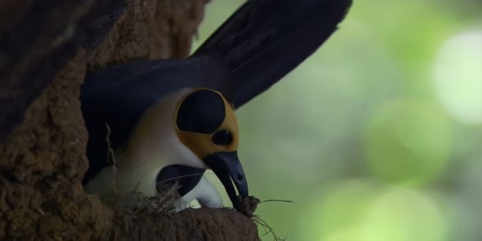 These Birds Mate for Life