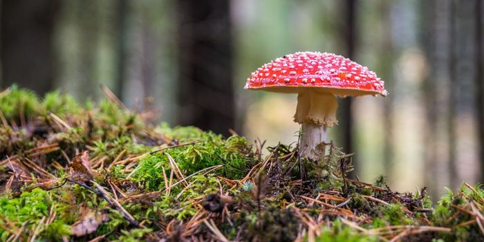 Single Trip on Magic Mushrooms Boosts Mindfulness