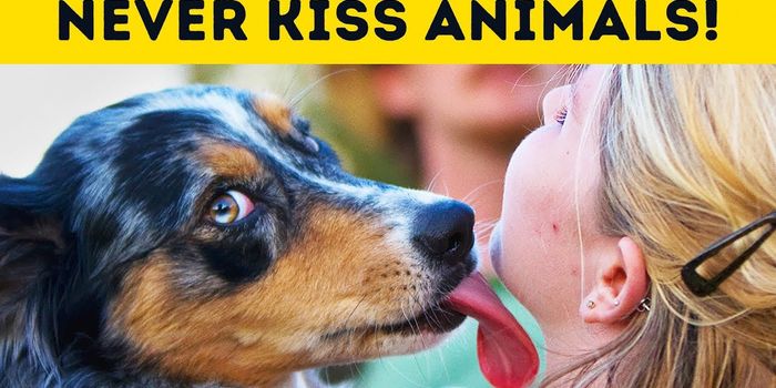 Should You Kiss a Pet on the Mouth?