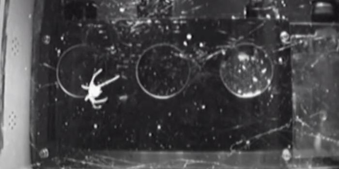 Spiders Build Webs in Space