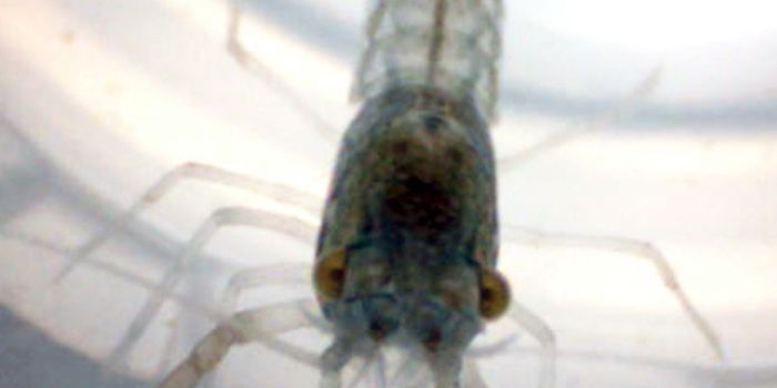 Mutant Crayfish, Ready for Takeover