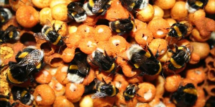 Pesticide Exposure Changes Gene Expression in Bumblebees