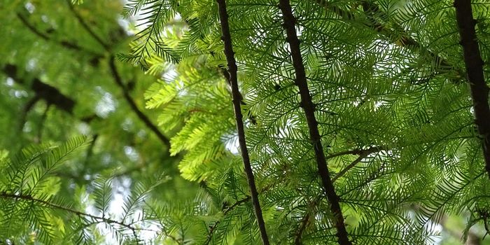 Plant Growth Stunted by Shorter Winters, Study Finds