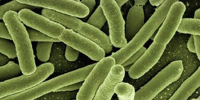 Using CRISPR to Edit the Genomes of Microbes in the Gut