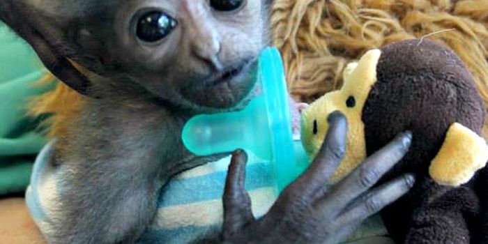 Duke Continues to Thrive With a Little Help From His Human Friends